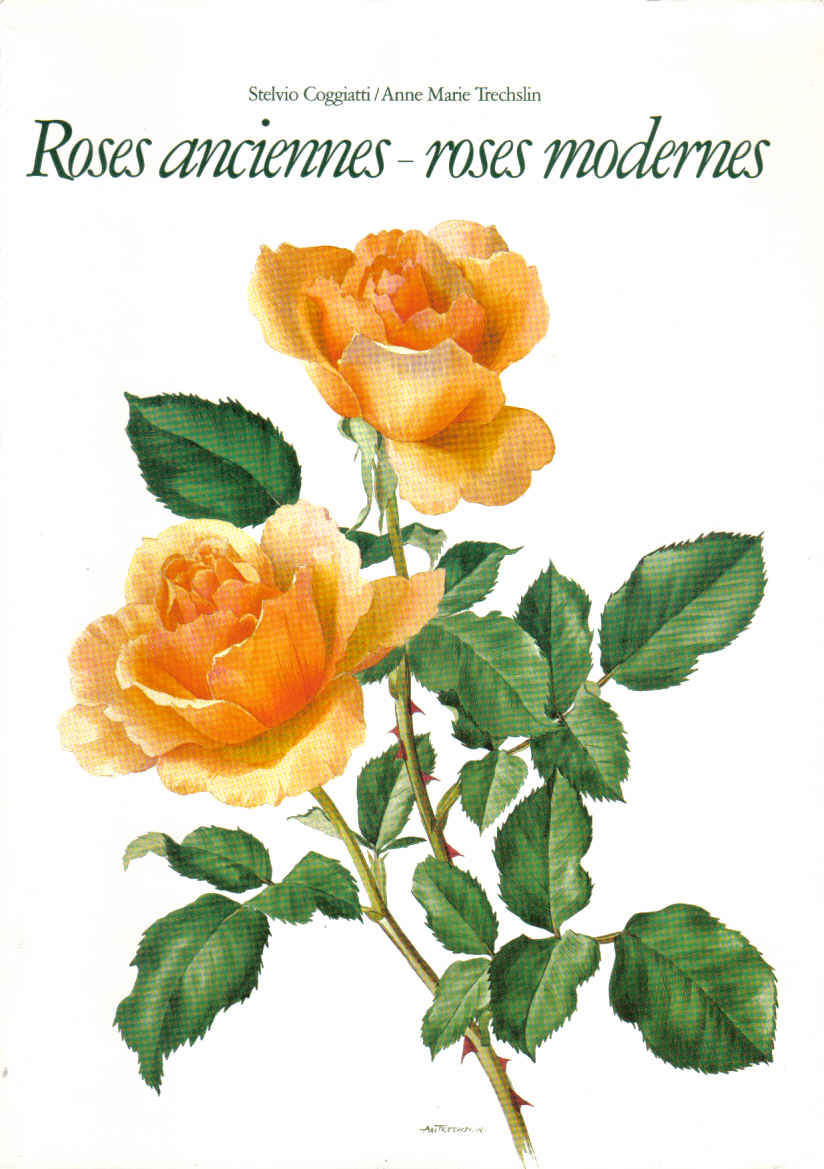 roses_anciennes_roses_modernes